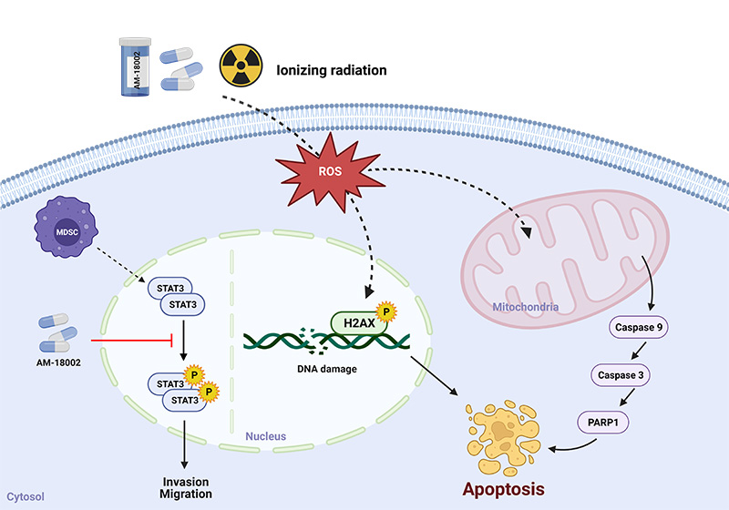 방사선치료와 항암치료 효과 향상시키는 물질 특허 등록