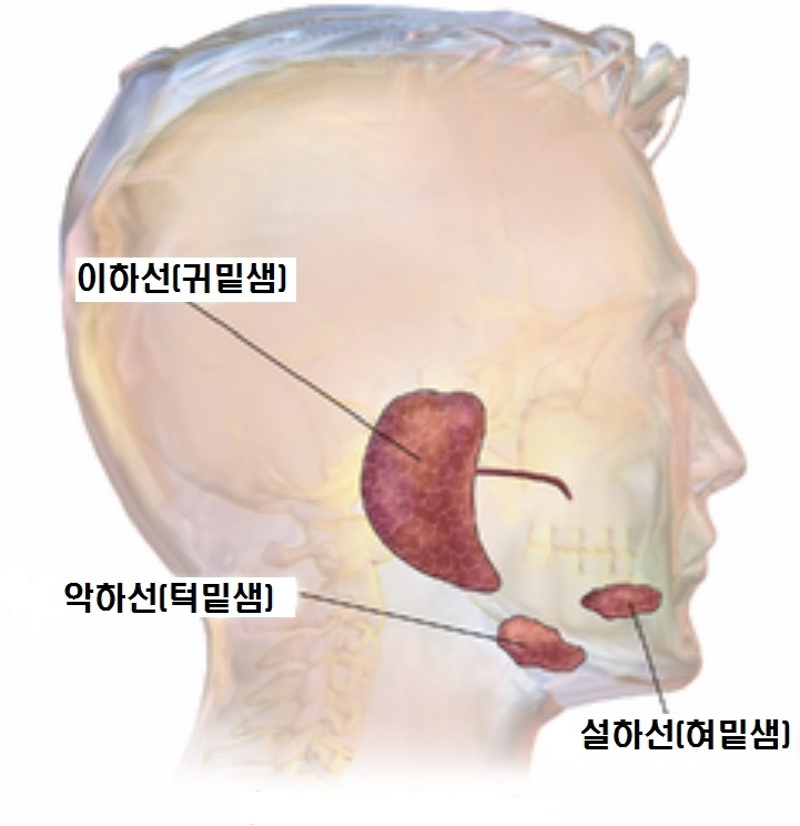 혹부리영감, 소설가 최인호, 토니그윈의 공통점은?