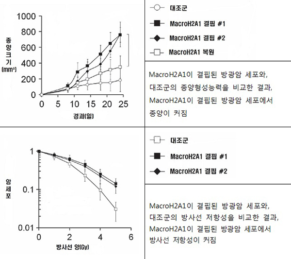 방광암 진행에 관여하는 인자 및 조절기전 발견