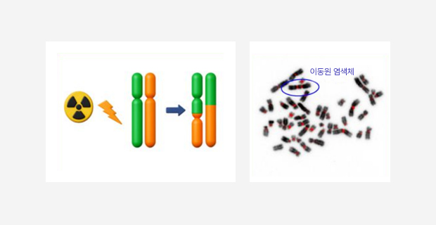 불안정형 염색체 이상 발생 과정과 분석 결과를 설명하는 이미지