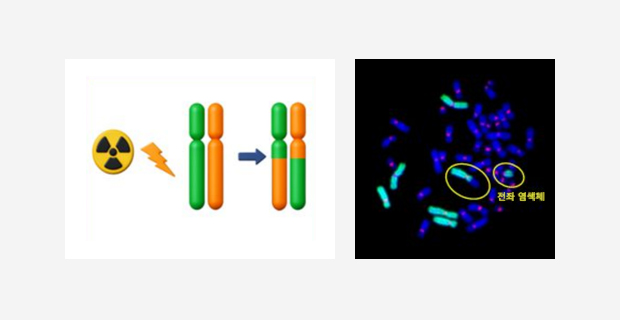 안정형 염색체 이상 발생 과정과 형광 분석 결과를 설명하는 이미지
